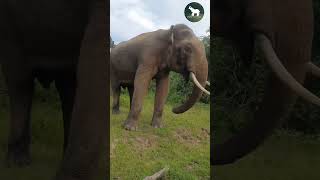 යාලේ quot පැරකුම්quot Tusker parakum 🐘🍃❤elephannature animals elephante wildanimals [upl. by Leicester441]