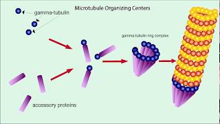 Microtubules Structure and Function [upl. by Yrreg]