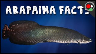 5 Facts About the Arapaima  Pirarucu [upl. by Wiencke]