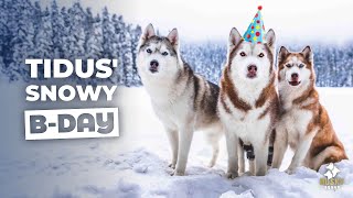 Huskies Chasing the LAST Snow on TIDUS BIRTHDAY  Husky Squad [upl. by Mercer]