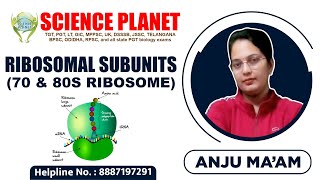 Ribosomal Subunits 70 amp 80s Ribosome by Anju Mam of Science Planet [upl. by Ahrens925]