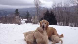 Butternut Goldens  Mother Playing With Her Pups [upl. by Ignace19]