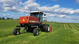 Hesston 8550s mowing short second cutting [upl. by Ecnerewal]