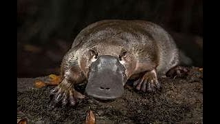 The Astonishing World of the Platypus [upl. by Grissel]