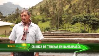 Crianza de Truchas en Bambamarca [upl. by Etteb984]