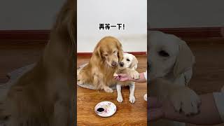 Simba I only eat dumplings dipped in vinegar Cute pet debut plan Fantastic animals on Douyin Dogs [upl. by Croom886]