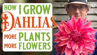 How I grow Dahlias  pinching amp propagating TIPS for beginners  All my dahlia secrets [upl. by Shelly]