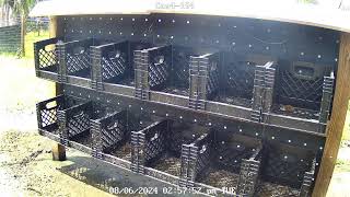 CHICKEN LIVE CAM [upl. by Anastase648]