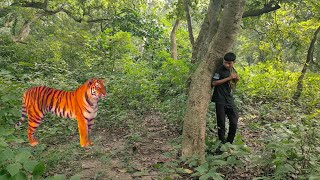 Animal attack 🐯  Royal Bengal tiger attack man in forest  tiger attack  royal Bengal tiger [upl. by Simone]