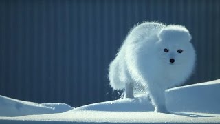 How to Survive as a Tiny Arctic Fox  Wild Alaska  BBC Earth [upl. by Gradey]