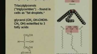 Lecture  13 Lipids and Membranes 1 [upl. by Annahsar]