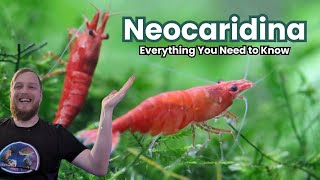 Neocaridina Shrimp  Everything You Need to Know [upl. by Nosnar]