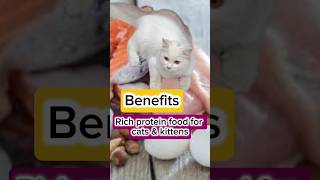 Rich protein diet benefits for cats amp kittens love cat ytviral youtubeshorts yt youtube cats [upl. by Enimrac]