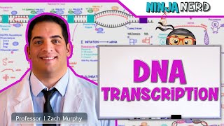 Cell Biology  DNA Transcription 🧬 [upl. by Ettenan]