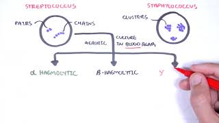 Microbiology  Streptococcus species [upl. by Irwinn]