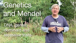 Genetics and Mendel  DNA genes dominant and recessive traits [upl. by Shae]