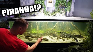 700 gallon PIRANHA fish tank [upl. by Virgilia]