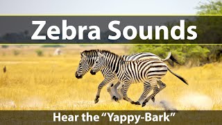 Zebra Sounds and Noises the YappyBark [upl. by Kresic470]