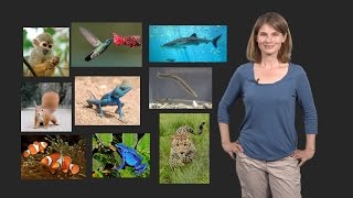 Melina Hale U Chicago 1 The Evolution of Neural Circuits amp Behaviors Introduction to Evolution [upl. by New]