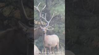 Big bull bugling AZ Elk unit 1 wildlife nature elk shedhunting september hiking elksheds [upl. by Nerral726]