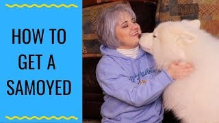 Tips And Tricks For Buying A Samoyed  Where Should I Buy A Samoyed [upl. by Adiehsar377]