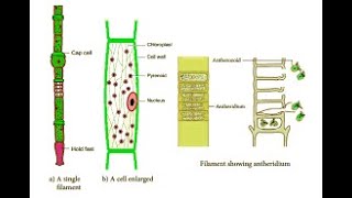 OEDOGONIUM THALLUS BSC Ist sem [upl. by Scholem]