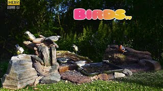 BirdsTV Summer day  4K HDR  TV for PETs [upl. by Gilberte102]