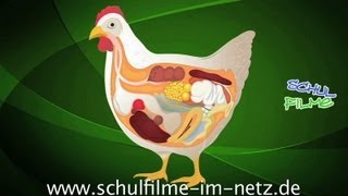 Das Huhn  Schulfilm Biologie [upl. by Langbehn]