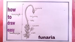 How To Draw Funaria Diagram EasyDraw Moss EasyMoss Easy Drawing [upl. by Norreg]