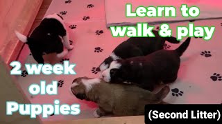 2 Week Old Puppies Learning to Walk and Play [upl. by Nihahs]