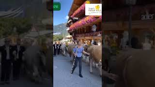 Cow parade in SWISS 🐄🐄🐄 [upl. by Farika]