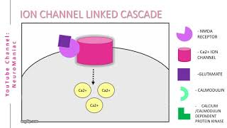 NEUROSCIENCE  SIGNAL TRANSDUCTION CASCADE WITH EXAMPLES [upl. by Alake]