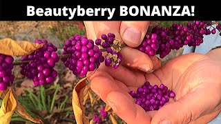 Beautyberry grow and eat a SPECTACULAR berry [upl. by Merrill]