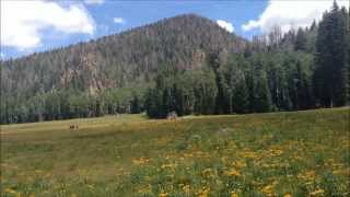 Pine Valley Mountains Utah  Hiking Signal Peak Hidden Forest and Whipple Valley [upl. by Legnaleugim]