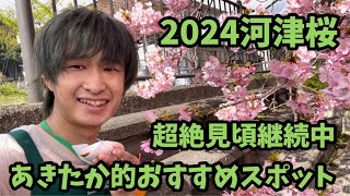 【2024河津桜まつり】215 見頃ですよ！丸山園あきたかおすすめスポット！河津櫻 ライブカメラ [upl. by Phares]