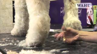 Grooming Guide  Labradoodle  Pro Groomer [upl. by Noiemad]