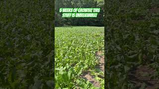 🌿FASTEST growing food plot seed for deer hunting deerhunting foodplots [upl. by Northway58]