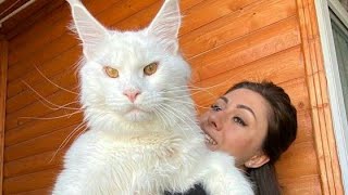 Worlds Biggest Cat🐱 Maine Coon Cat White Cat Giant Cat like Dog 28 pounds Meet Giant Cat Kefir [upl. by Eiznikam369]