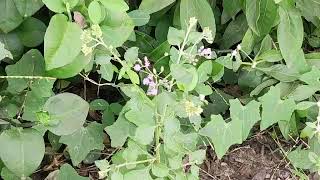 Vernonia cinerea  ash coloured fleaBane   सह देवी [upl. by Supmart]