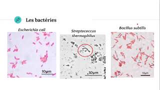 Photos de microorganismes au microscope [upl. by Maegan763]