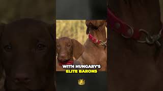 Origins of the Vizsla Dog Breed [upl. by Minnnie309]