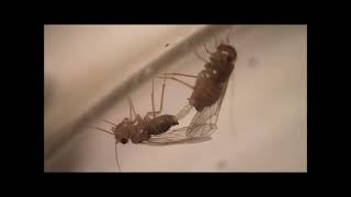 Hemipsocus chloroticus Video 1 [upl. by Elurd]