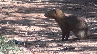 Slender mongoose kills black mamba  FULL VIDEO [upl. by Rosanne]