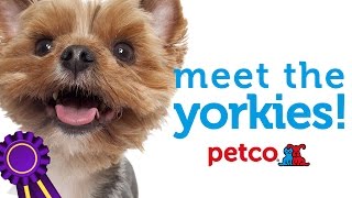 Yorkshire Terriers Meet the Dog Breed with Petco [upl. by Aremihc845]