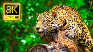 Ultimate Wild Animals Collection in 8K ULTRA HD  8K TV [upl. by Nnylassej354]