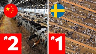 LARGEST Cattle Farms Around The World RANKED [upl. by Rist]