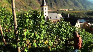 Mosel Tourismus Weinlese im Ferienland Cochem im September amp Oktober [upl. by Triny]