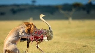 Lion kills an ostrich  Leopard vs ostrich real fight  Best Moment Animal Kills 2016 [upl. by Tepper]