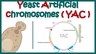 Yeast artificial chromosome YAC  What are the components of yeast artificial chromosome [upl. by Batsheva]