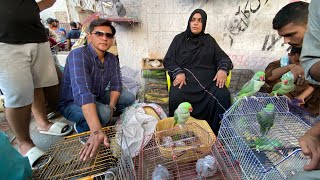 Biggest Parrots Sunday Lalukhet Birds Market  17Nov2024  PBI Official [upl. by Sallyanne717]